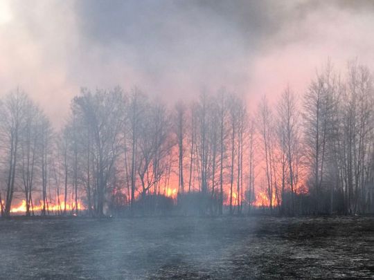пожежа у лісі