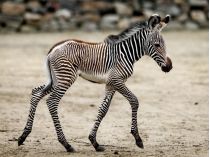 Назвали «Маленький Зе»: під Києвом в екопарку народилося кумедне дитинча зебри