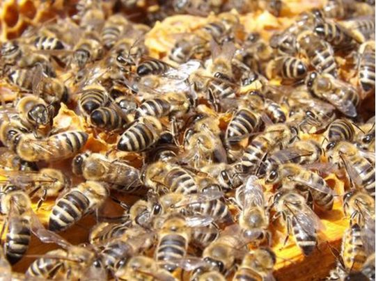 бджоли-бандерівці