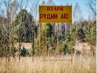 рыжий лес в Чернобыле