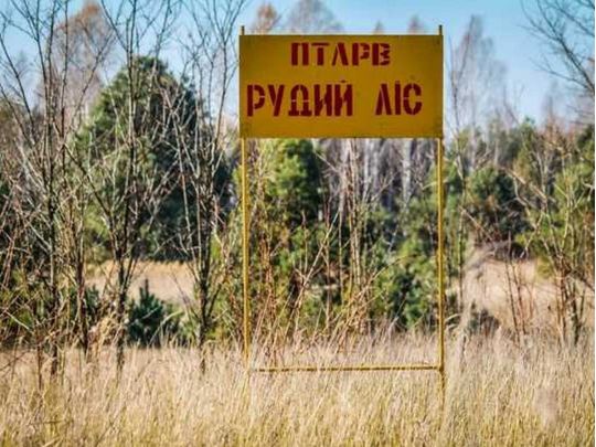 рыжий лес в Чернобыле