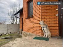 «Макарівський Хатико»: на Київщині вірний пес майже місяць чекає на господарку, зґвалтовану і вбиту кадировцем