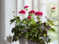Натуральная подкормка для комнатных растений и цветов весной: стимулирует рост и запускает пышное цветение