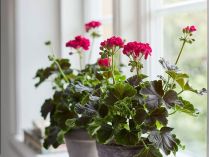 Натуральне підживлення для кімнатних рослин та квітів навесні: стимулює ріст та запускає пишне цвітіння