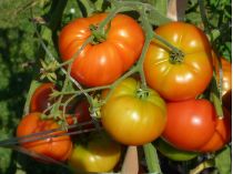 Як виростити високий урожай томатів: поради практиків