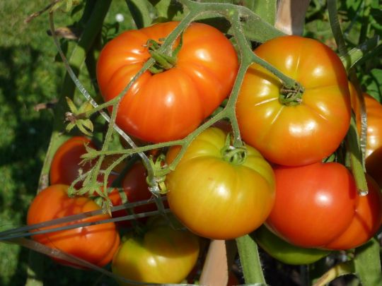 Як виростити високий урожай томатів: поради практиків