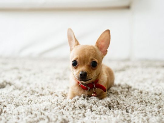 Пес на ковре