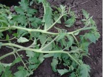 Саджайте помідори у відкритий ґрунт методом «лежачи в траншею» і підгодуйте лаврушкою: оригінальні способи збільшення врожаю (відео)
