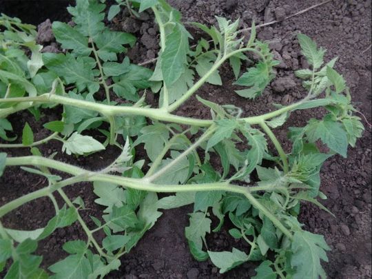 Саджайте помідори у відкритий ґрунт методом «лежачи в траншею» і підгодуйте лаврушкою: оригінальні способи збільшення врожаю (відео)