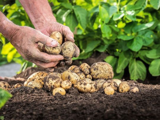 Мощный урожай картофеля без лазурита и других гербицидов: что обязательно нужно сделать на даче в июне (видео)