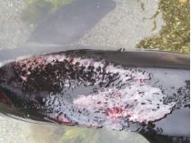 загиблий дельфін