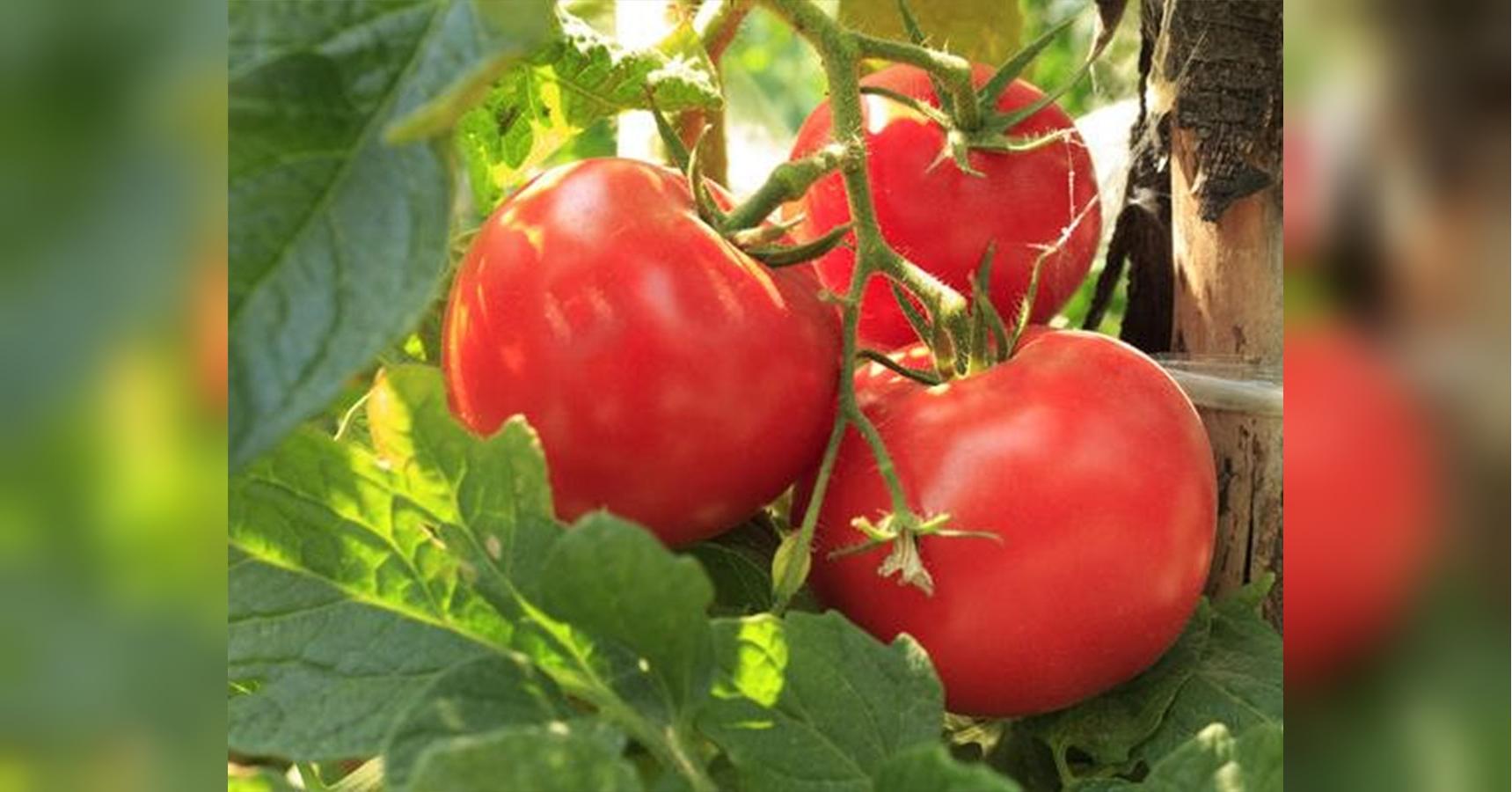 Подкормка томатов в июне - что поможет повысить урожай - «ФАКТЫ»