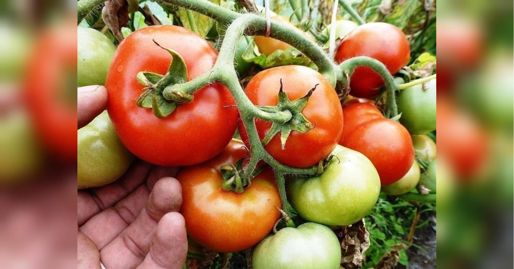 Подкормка томатов – как приготовить необходимые растворы самостоятельно -«ФАКТЫ»