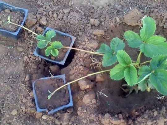 як вкорінювати вуса полуниці