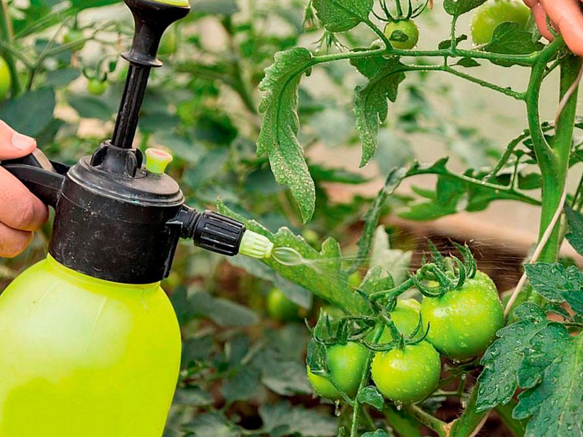 Сироватка для помідорів від фітофтори: ефективні способи захисту рослин
