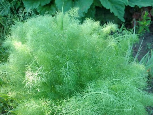фенхель