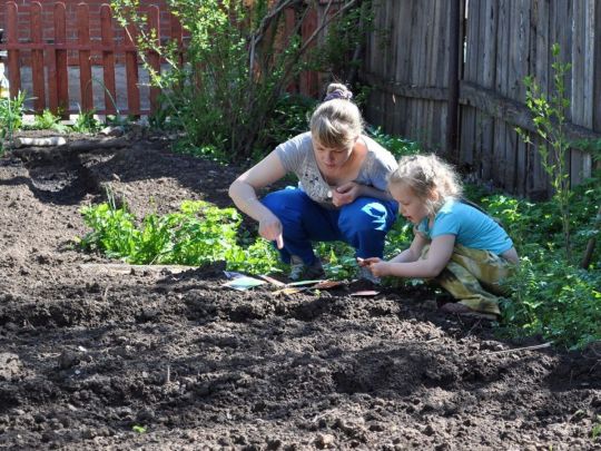 Календарь садовода-огородника: какие культуры нужно посадить в начале мая