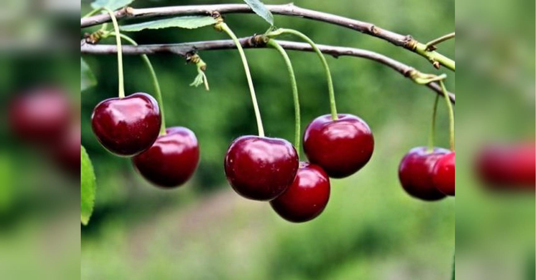 Хороший урожай вишни – чем подкормить дерево весной рассказывает садовник -«ФАКТЫ»