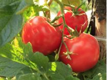 Закопайте одну таблетку под томаты, и они обильно заплодоносят, а плоды не будут гнить (видео)