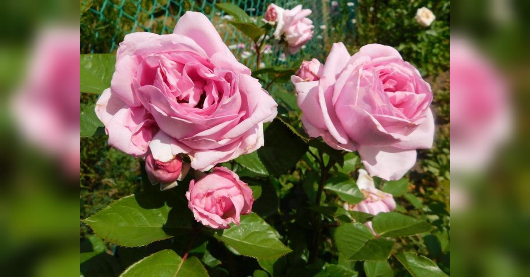 Почему роза превращается в шиповник и как это исправить: советы для садоводов