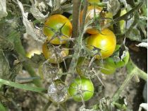 Фитофтороз у помидоров