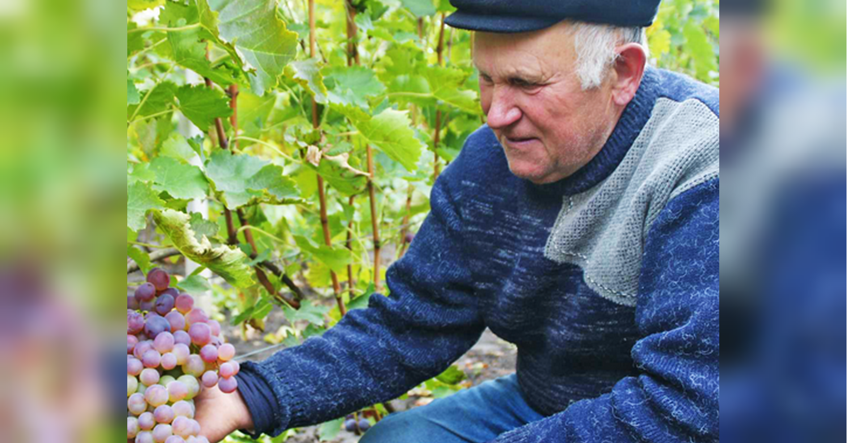 Виноград - улюбленець садівників-любителів