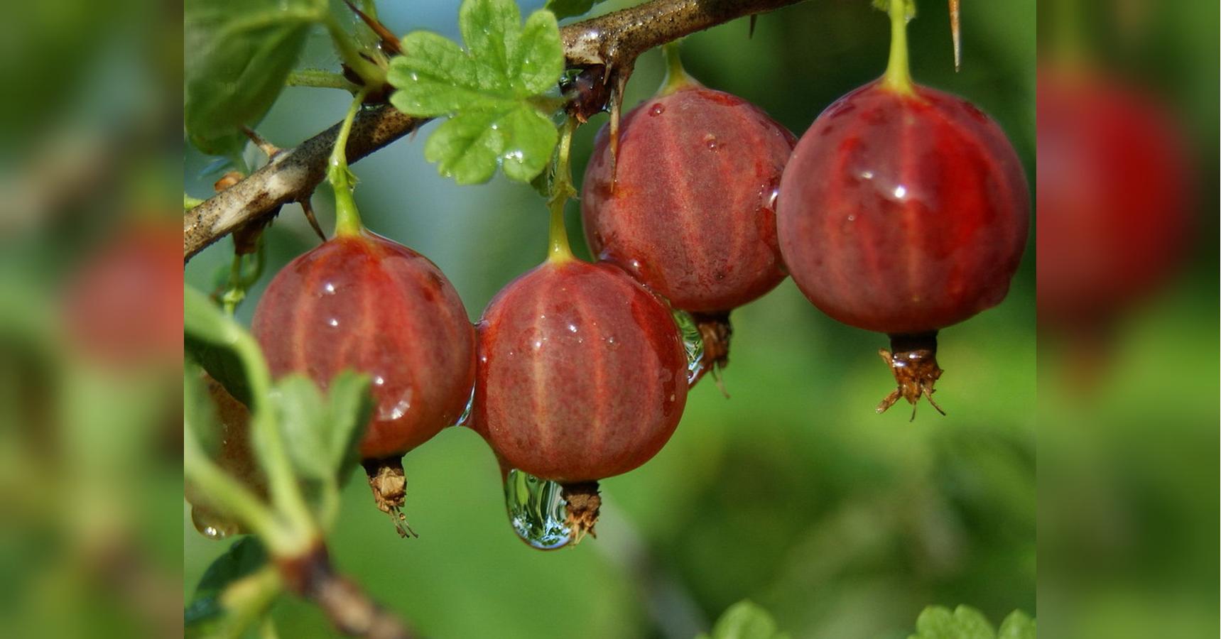 Выращивание крыжовника - как защитить урожай от вредителей - «ФАКТЫ»