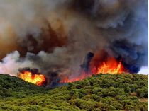 Лісова пожежа в Португалії
