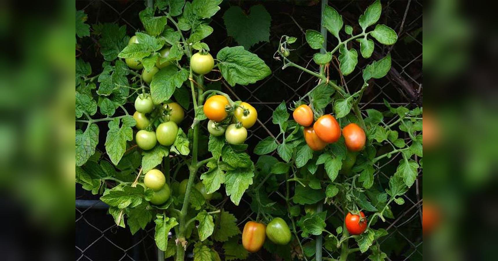 Як розпізнати фітофтору у помідорнику