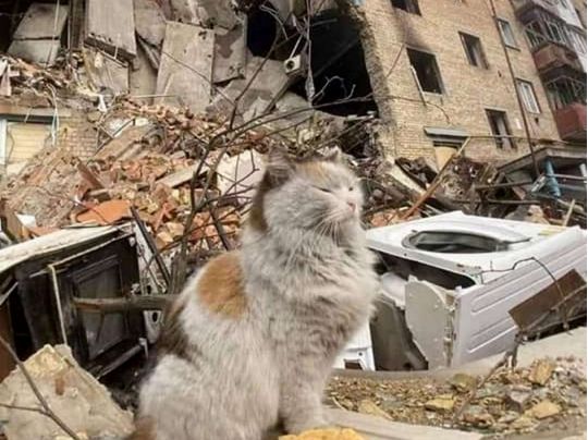 кот на развалинах