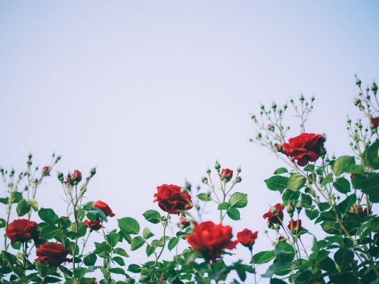 Троянди