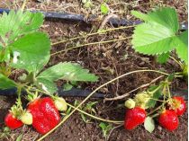 Як правильно підгодувати й пересадити полуницю, щоб наступного року збирати рясний врожай