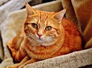 Кошачьи болезни, которые могут передаваться человеку