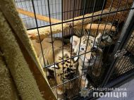Можна було купити навіть тигрів: у&nbsp;Києві викрили торговців рідкісними тваринами (фото, відео)