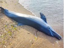 погибший дельфин