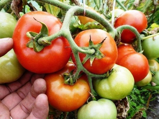 Добавьте щепотку этого вещества: томаты вмиг завяжутся гроздьями и не будут болеть