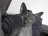 &laquo;Заведите кошку-сфинкса&raquo;: какие породы усатых подойдут аллергикам