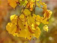 Жовте листя