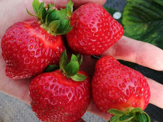Дайте полуниці цей підживлення в травні, і врожай вас просто «шокує»: ягода буде великою і дуже солодкою (відео)