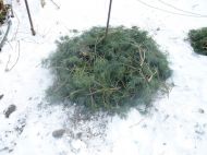 Листя, солома, хвоя: чим краще вкрити рослини від холодів на&nbsp;дачі