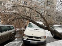 У Львові лютує негода: повалені дерева та електроопори, городян просять залишатися вдома