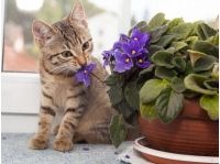 кіт і квітка