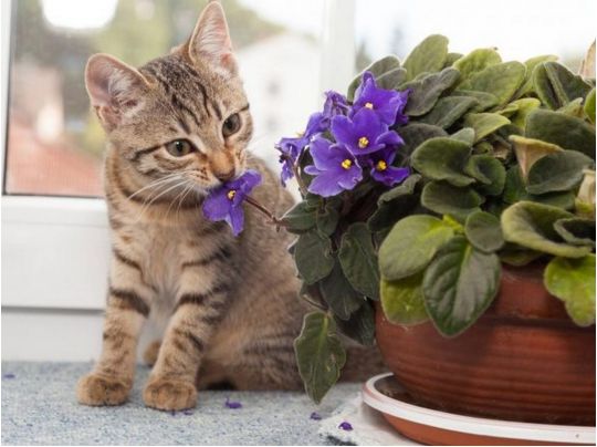 кот и цветок