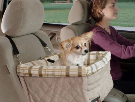 собака в машині