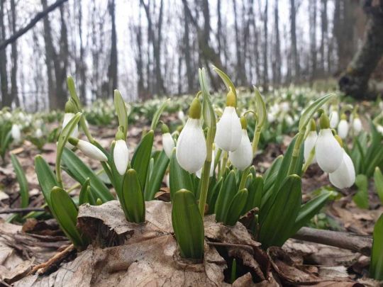 Можливе повернення снігопадів та двозначних морозів: синоптики розповіли про погоду у березні
