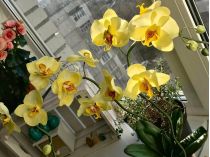 орхідея з фоамірану