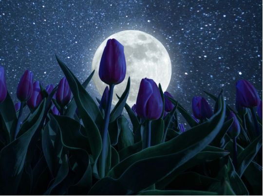місяць та квіти