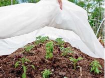 Використання агроволокна на городі