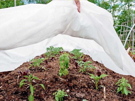 Використання агроволокна на городі