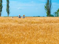 поле пшениці
